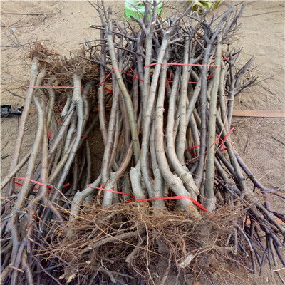 【陜西秦冠蘋果苗批發基地】- 