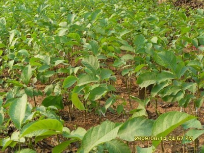 核桃苗-向陽種業種苗-向陽種業種苗 產品展示(陜西種子、陜西苗木、陜西綠化)-金泉網