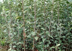 陜西矮化蘋果果樹,批發矮化蘋果苗,果樹苗木,優質矮化蘋果種苗