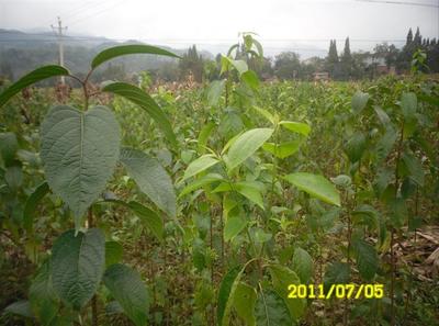 陜西厚樸苗價格-杜仲苗、供應陜西杜仲苗、陜西杜仲苗基地 -陜西獼猴桃苗|獼猴桃苗批發(fā)|獼猴桃苗 產品展示(陜西苗木基地_陜西種苗供應商_陜西苗木批發(fā))-金泉網