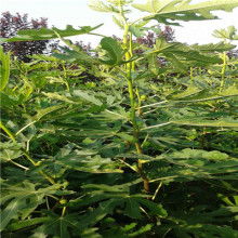  佛山市南海區(qū)西樵百達隆工藝拼花廠 主營 不銹鋼馬賽克 陶瓷