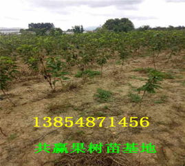 湖南懷化車厘子櫻桃樹苗才賣多少錢 主產區(qū) 送貨價格