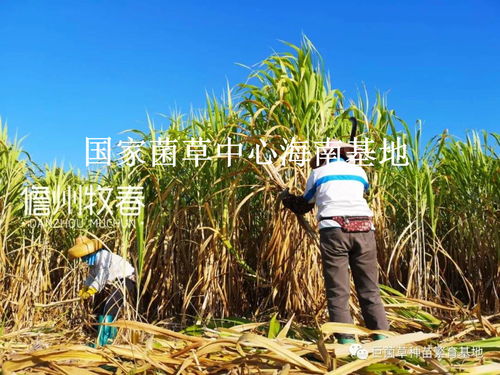 40萬畝 5萬噸 年終回顧2020年儋州牧春菌草種苗發(fā)貨現場