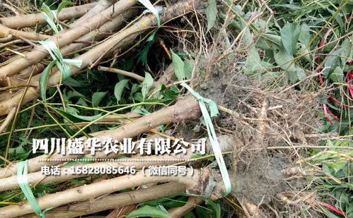 【4年生廣西李子苗、4公分廣西李子樹苗價格與報價】-