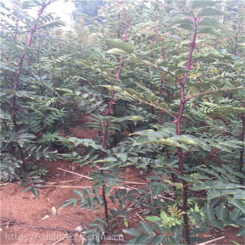 正宗陜西韓城大紅袍花椒樹苗及獅子頭、青花椒苗產地價格與種植指南