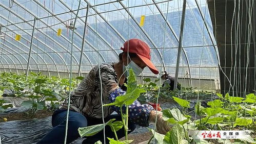 陜西農業示范園 蔬菜輪作一年四季不停歇，種苗引領產業升級