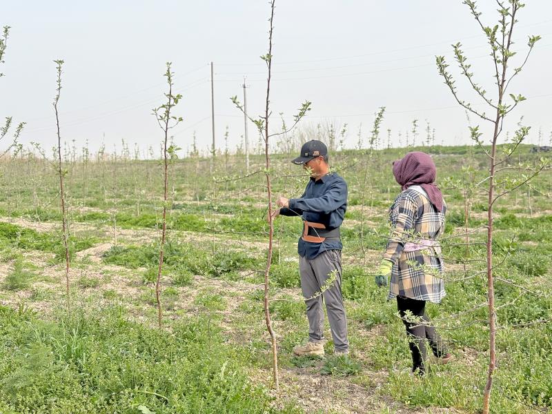 陜西蘋果種苗何以“安家”烏茲別克斯坦