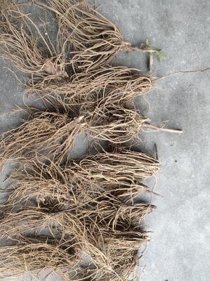 陜西商洛鎮(zhèn)安縣精品蒼術種苗批發(fā) 優(yōu)質(zhì)種源助力中藥材種植發(fā)展