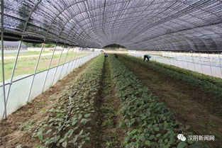 走好龍頭企業(yè)與集體經(jīng)濟融合發(fā)展之路——二論漢陰縣鎮(zhèn)園產(chǎn)業(yè)聯(lián)盟模式對鄉(xiāng)村產(chǎn)業(yè)振興的啟示