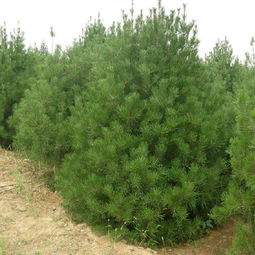 陜西榆林油松樹苗供應與批發指南