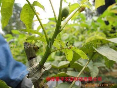 楊凌嘉豐農(nóng)業(yè)科技 陜西種苗產(chǎn)業(yè)中的多元化發(fā)展之路