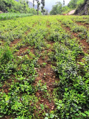 陜西商洛鎮(zhèn)安縣 秦嶺蒼術(shù)種苗，半野生種植的優(yōu)選選擇